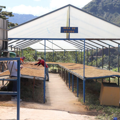 Costa Rica Monte Copey El Alto White Honey