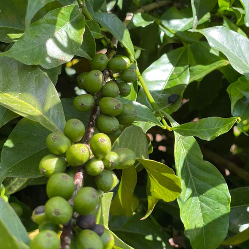 Ethiopia Nigusse Gemeda Karamo Natural