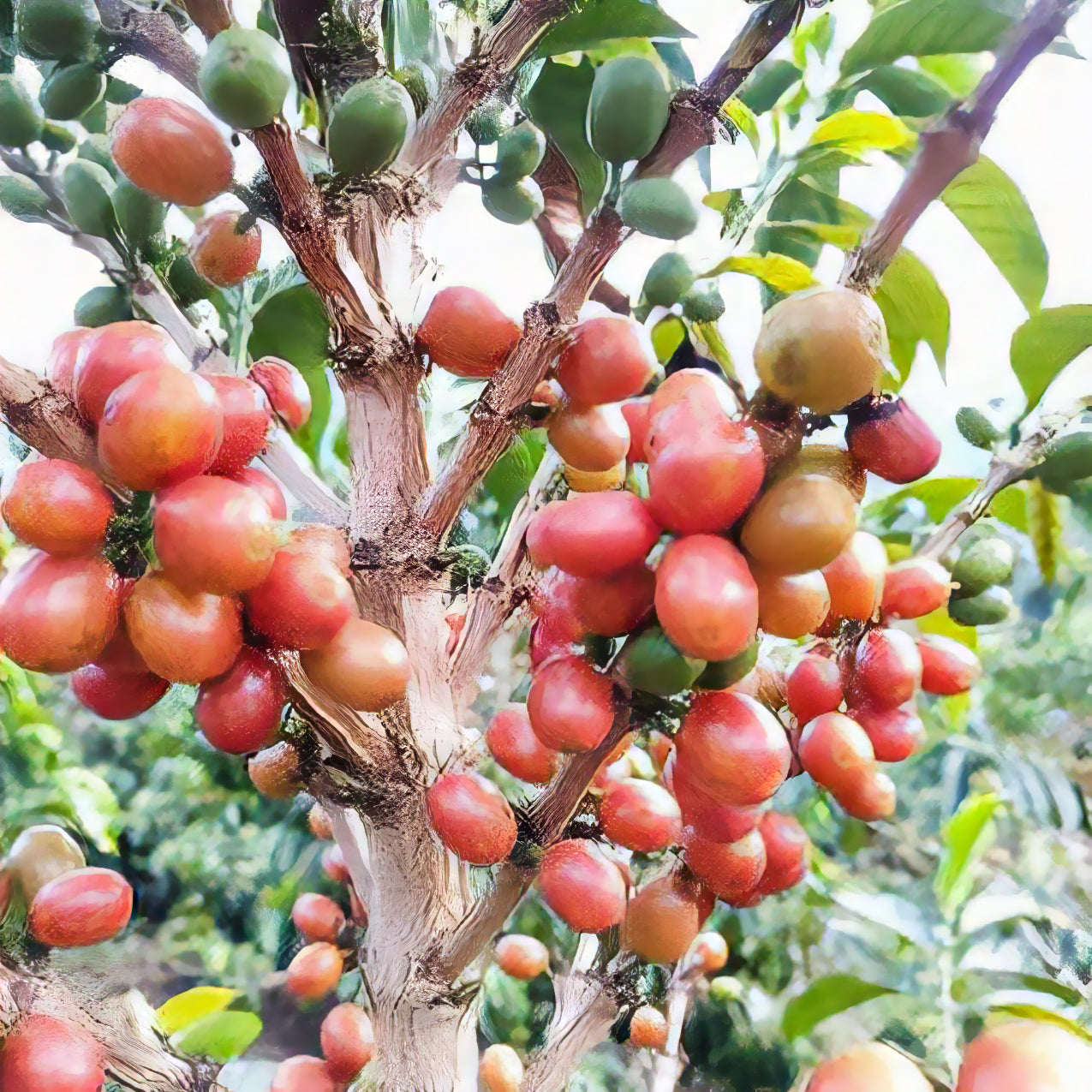 Colombia Bella Vista Pink-Bourbon | コロンビア べジャビスタ ピンクブルボン 浅煎り