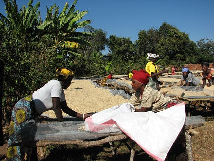 Tanzania Iyula AA | タンザニア イユラ AA 中深煎り