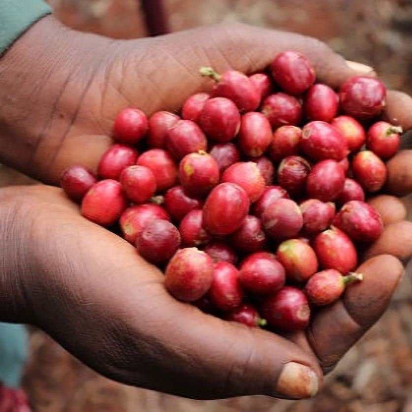 KENYA Nyeri Gachatha AA | ケニア ニエリ ガチャタ AA 中煎り