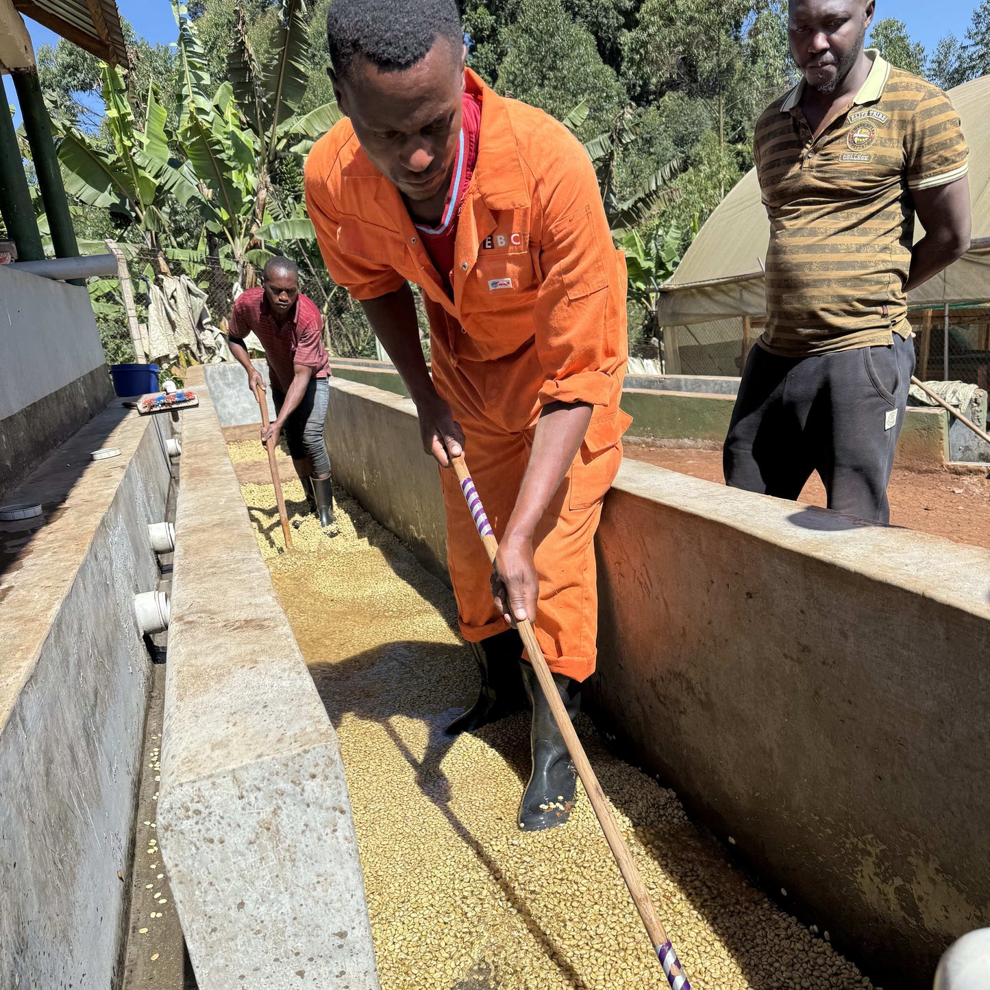 Uganda Mount Elgon Bulambuli Washed