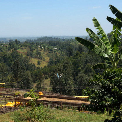 Kenya Kianyangi AA Washed