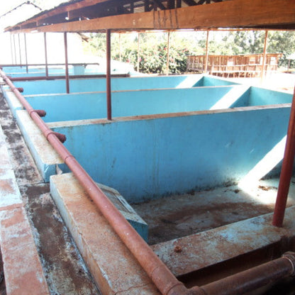 Kenya Kianyangi AA Washed