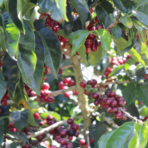 Costa Rica Monte Copey El Alto White Honey