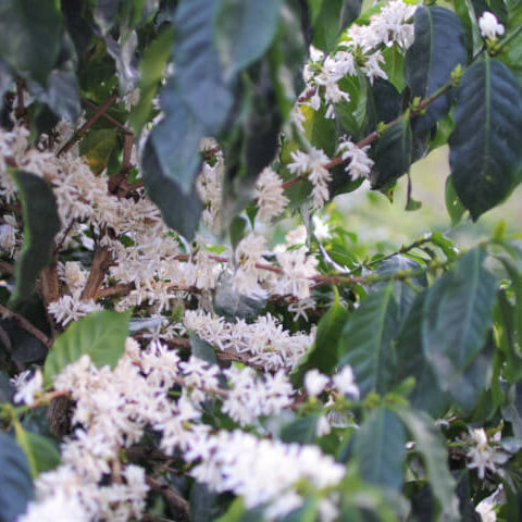 Honduras El Guacamole Honey
