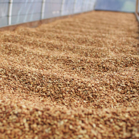 Honduras El Guacamole Honey