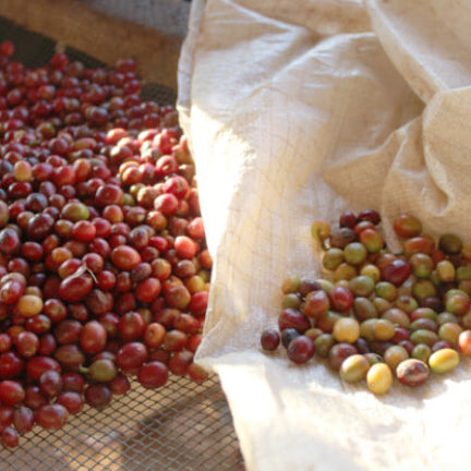 Burundi Gisha Washed