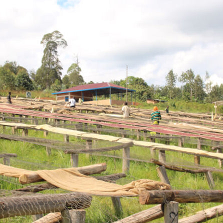 Burundi Gisha Washed
