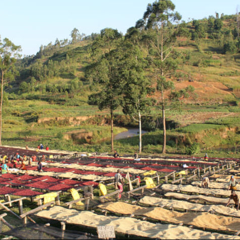Burundi Gisha Washed