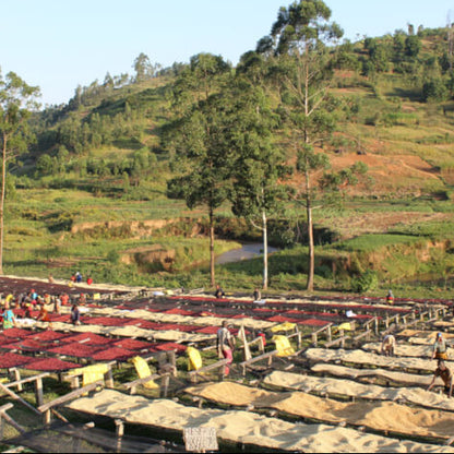 Burundi Gisha Washed