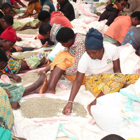 Burundi Gisha Washed