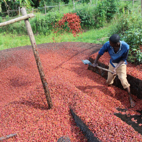 Burundi Gisha Washed