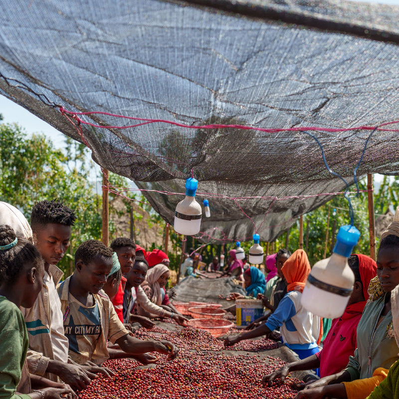 Ethiopia Nigusse Gemeda Agena Washed