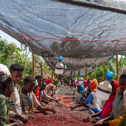 Ethiopia Nigusse Gemeda Agena Washed