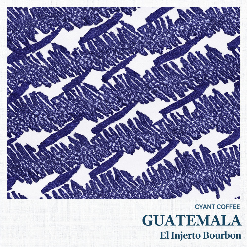 Guatemala El Injerto Bourbon Washed | グアテマラ エルインヘルト ブルボン 浅煎り