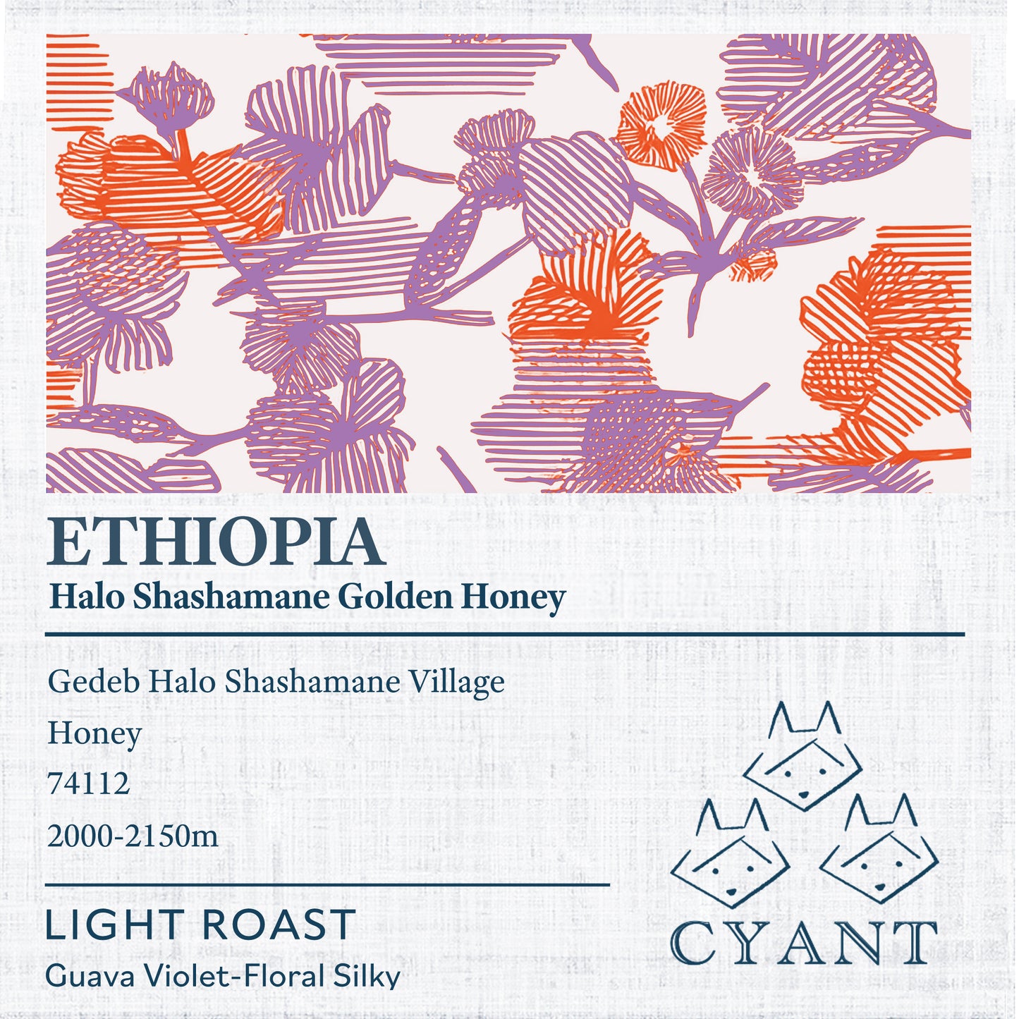 Ethiopia Halo Shashamane Golden Honey