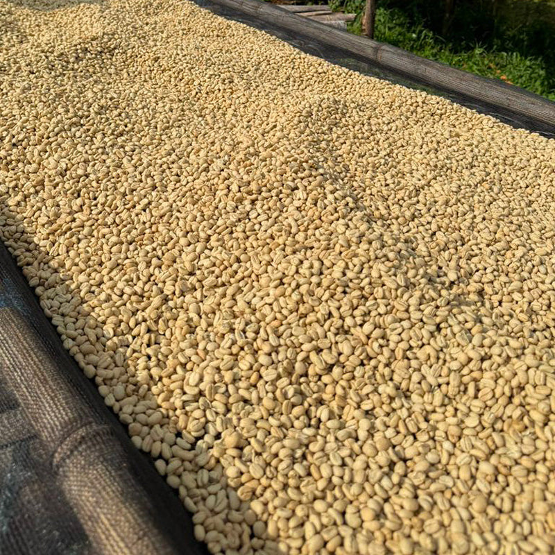 Ethiopia Nigusse Gemeda Agena Washed
