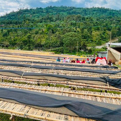 Ethiopia Nigusse Gemeda Agena Washed