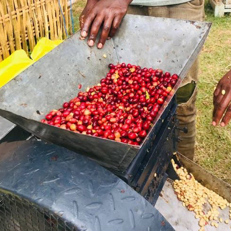 Ethiopia Halo Shashamane Golden Honey