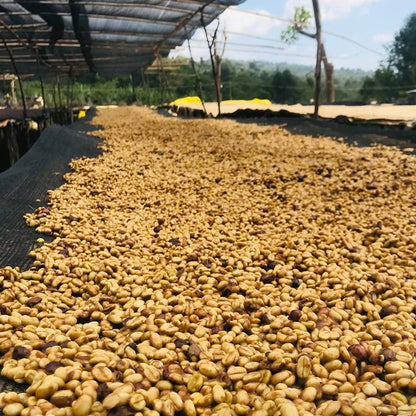 Ethiopia Halo Shashamane Golden Honey