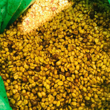 Ethiopia Halo Shashamane Golden Honey