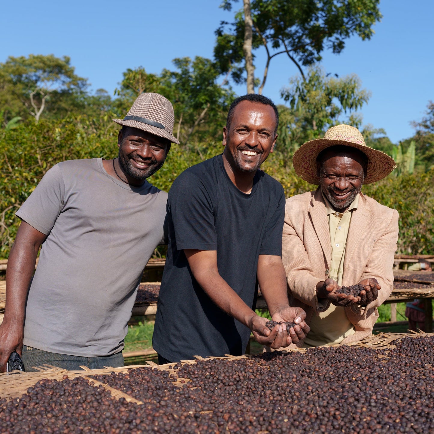 Ethiopia Halo Shashamane Golden Honey