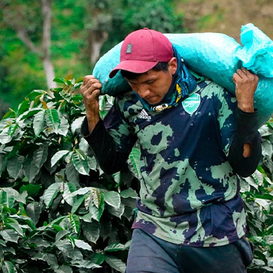 Colombia Huila Las Moras Anaerobic Washed